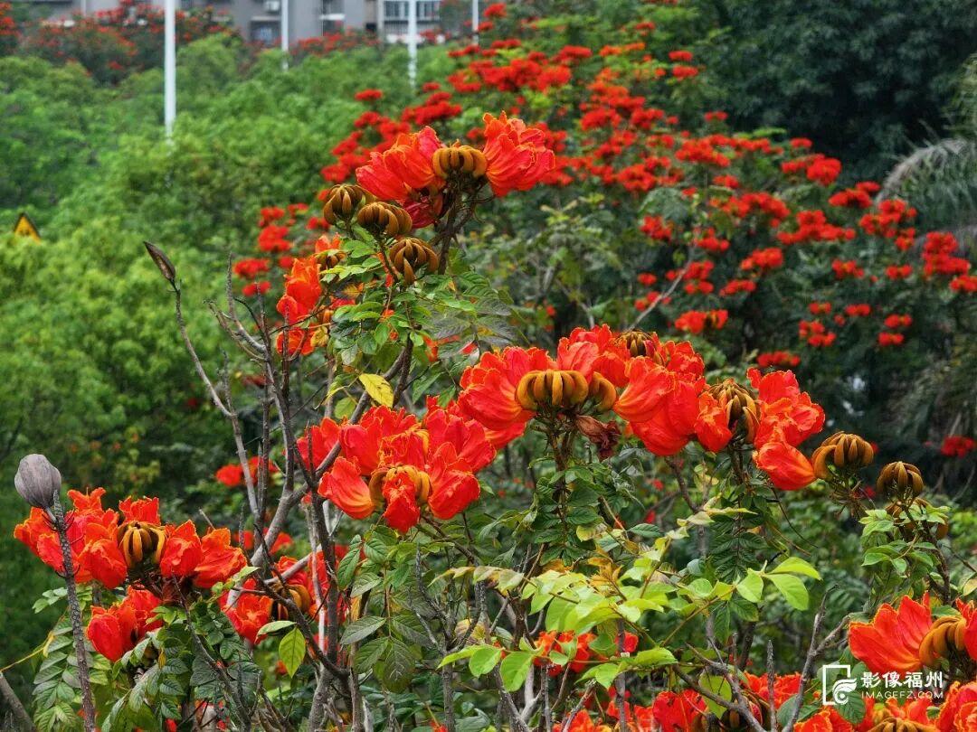 一红一紫！福州夏日限定美景火了！