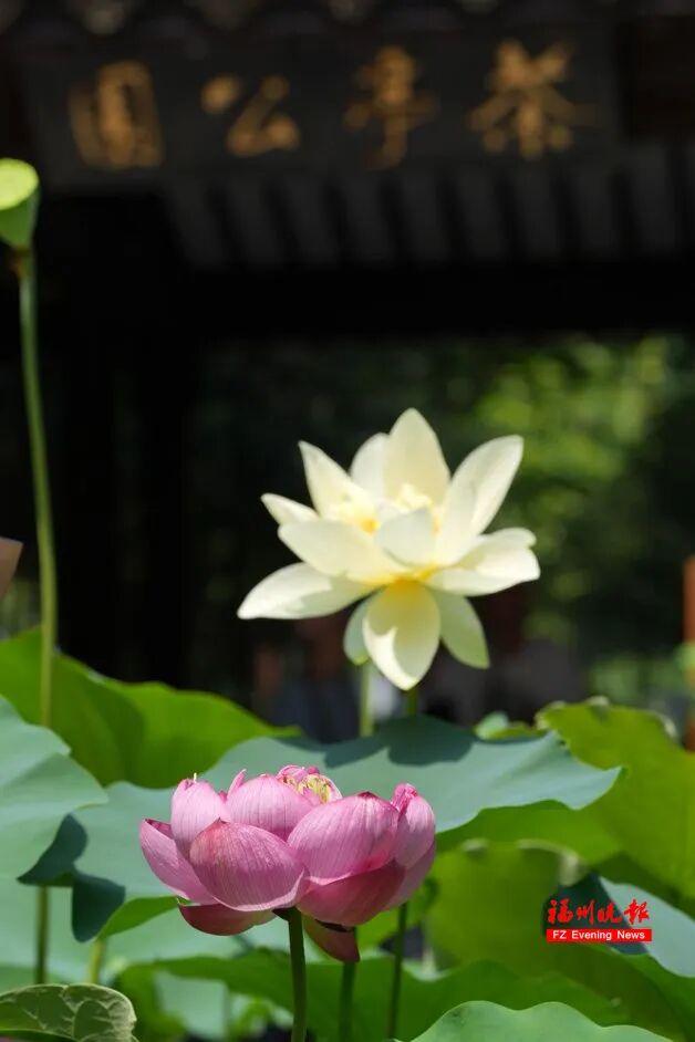 夏日顶流！地铁直达！快来福州这座公园打卡！
