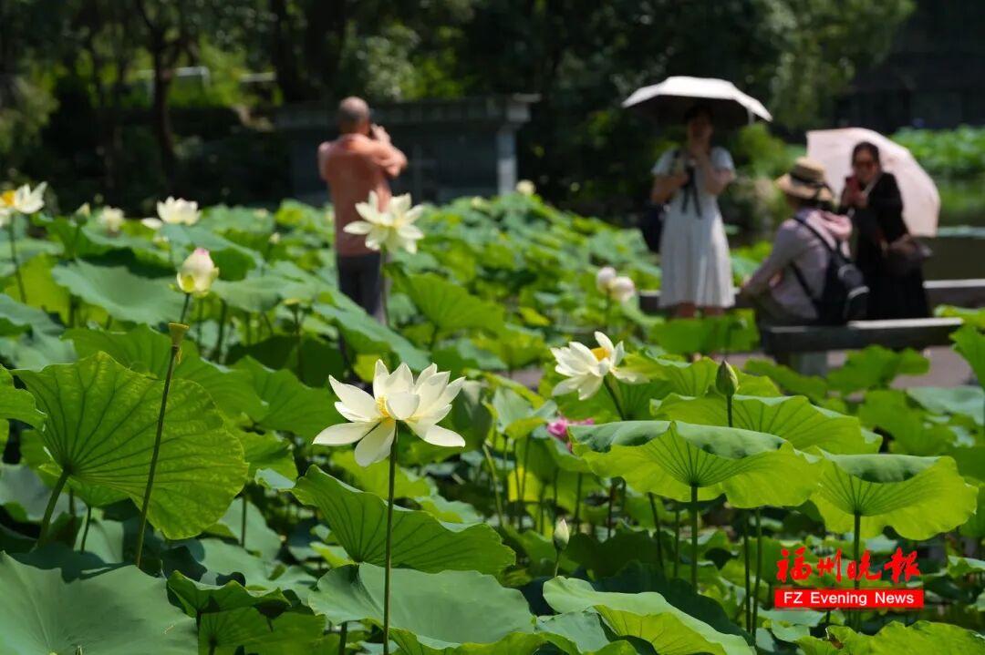 夏日顶流！地铁直达！快来福州这座公园打卡！
