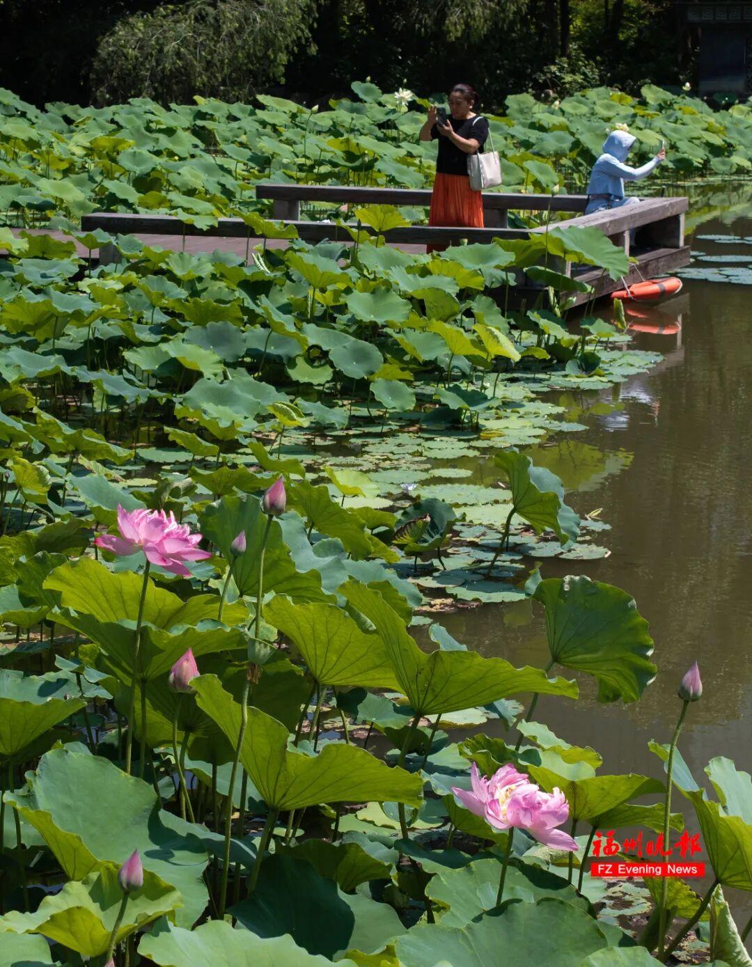 夏日顶流！地铁直达！快来福州这座公园打卡！