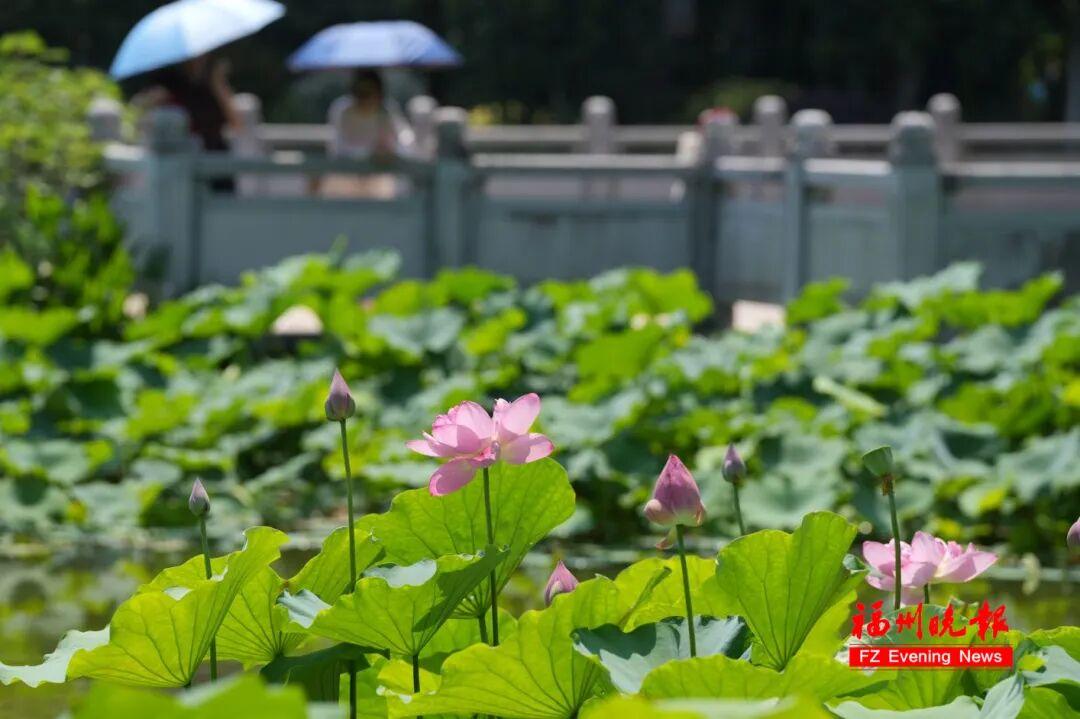 夏日顶流！地铁直达！快来福州这座公园打卡！