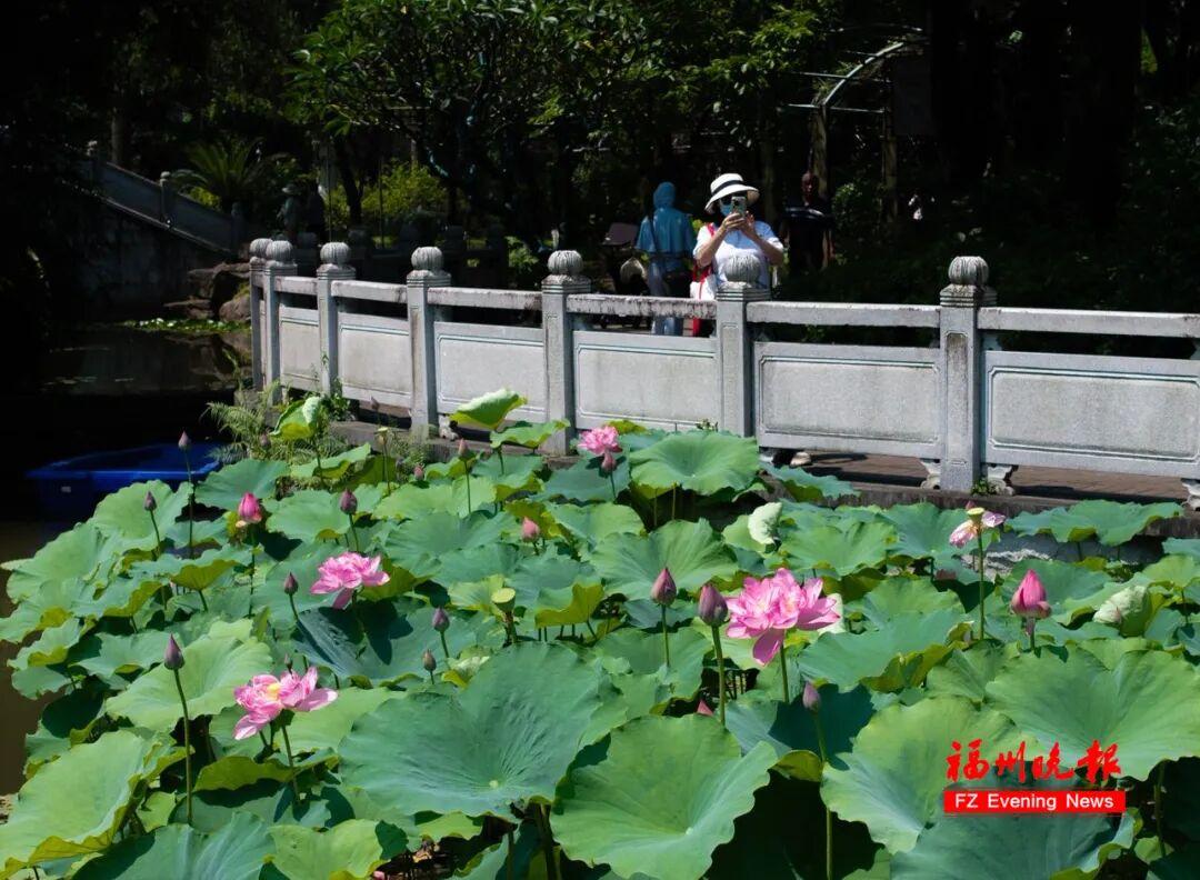 夏日顶流！地铁直达！快来福州这座公园打卡！