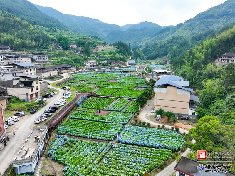 在闽侯绣山花谷，遇见“蓝色”的夏天