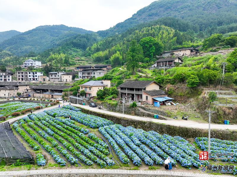 在闽侯绣山花谷，遇见“蓝色”的夏天