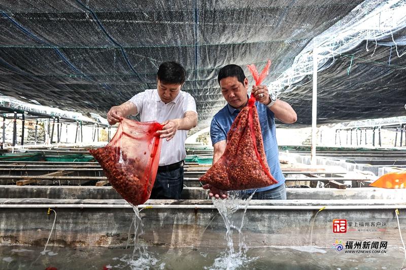 县在发生｜2000万粒海胆苗“北上避暑”！连江靠“候鸟计划”五年逆袭