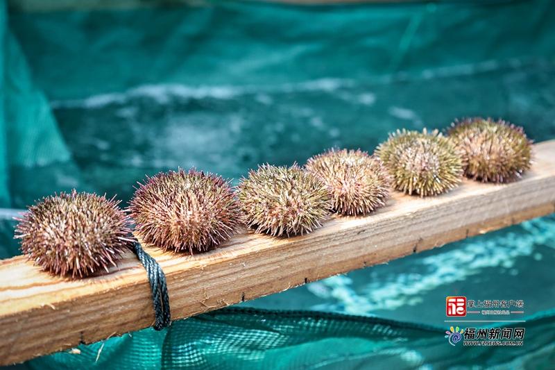 县在发生｜2000万粒海胆苗“北上避暑”！连江靠“候鸟计划”五年逆袭