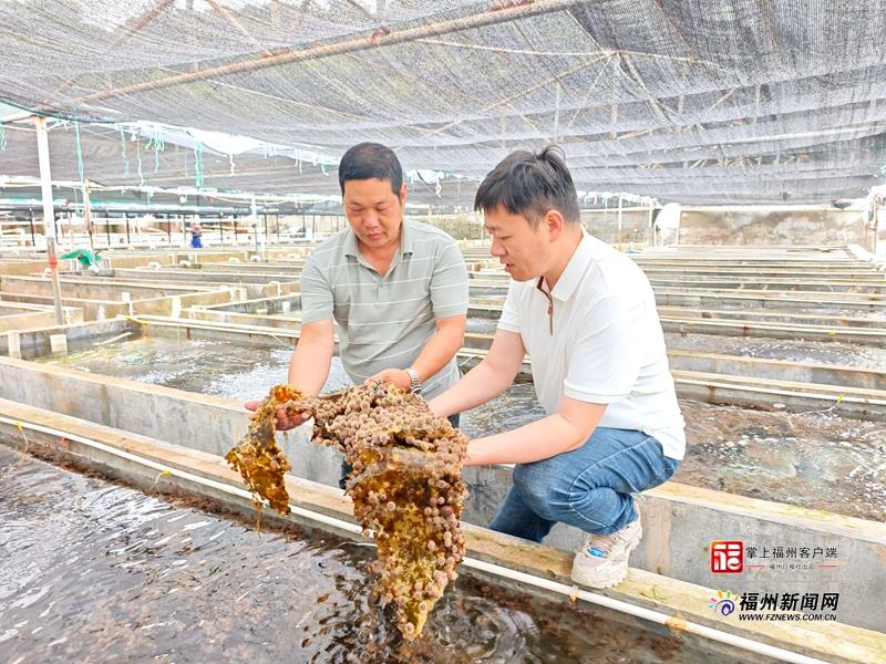 县在发生｜2000万粒海胆苗“北上避暑”！连江靠“候鸟计划”五年逆袭