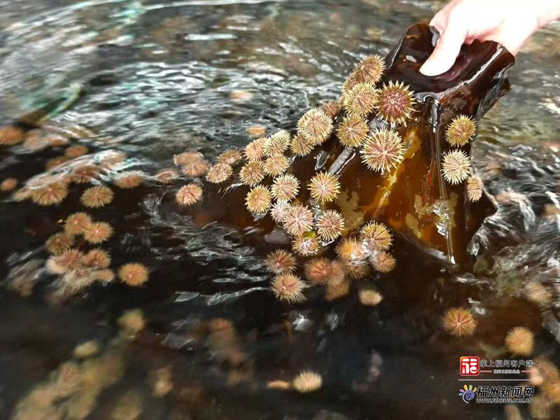 县在发生｜2000万粒海胆苗“北上避暑”！连江靠“候鸟计划”五年逆袭