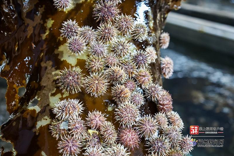 县在发生｜2000万粒海胆苗“北上避暑”！连江靠“候鸟计划”五年逆袭