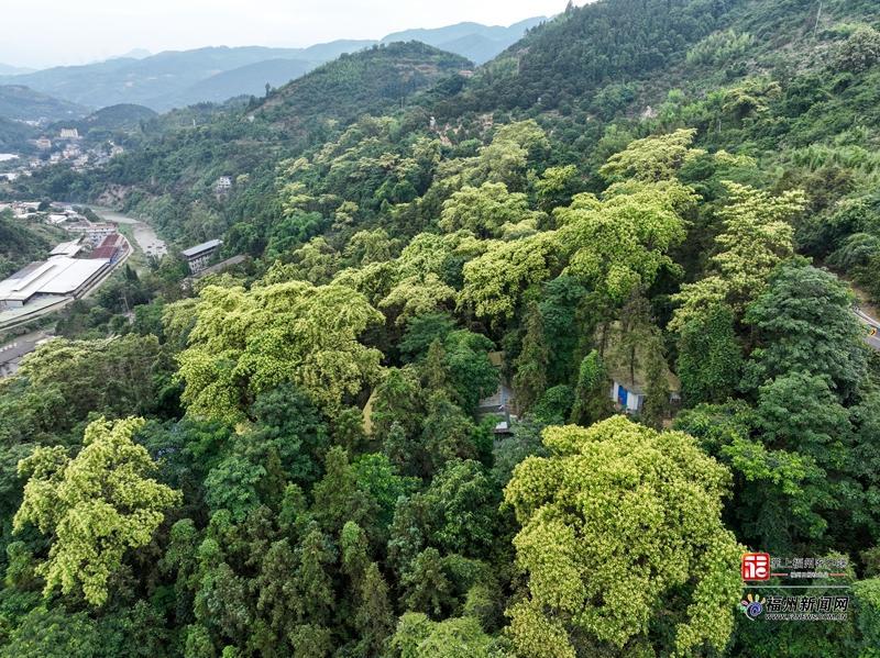 闽侯S211省道楹花盛放 山路变身山野花廊