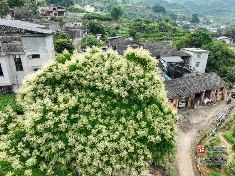 闽侯S211省道楹花盛放 山路变身山野花廊