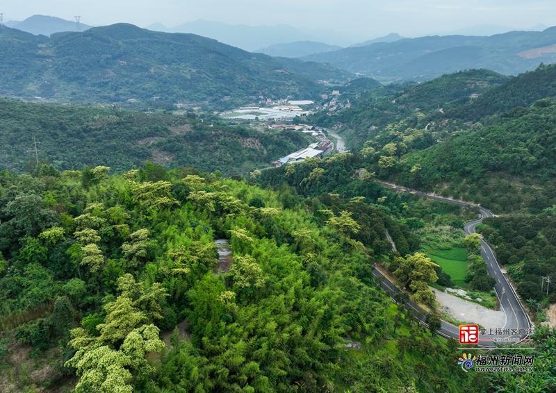 闽侯S211省道楹花盛放 山路变身山野花廊