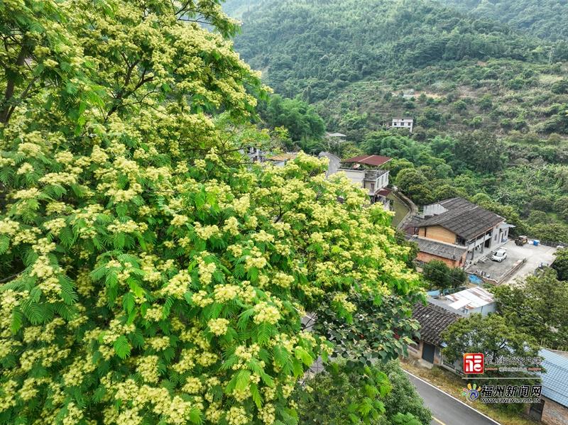 闽侯S211省道楹花盛放 山路变身山野花廊