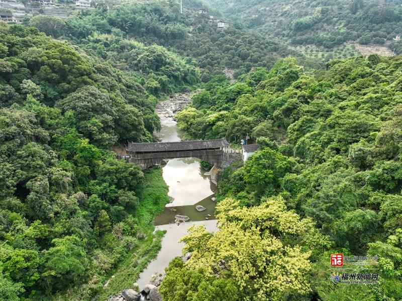 闽侯S211省道楹花盛放 山路变身山野花廊