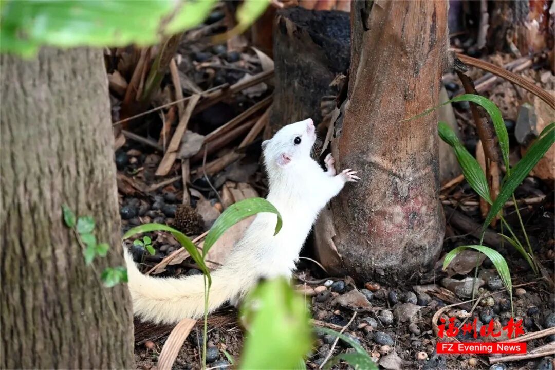 太萌了！福州发现白色“小精灵”！出现概率为百万分之一！