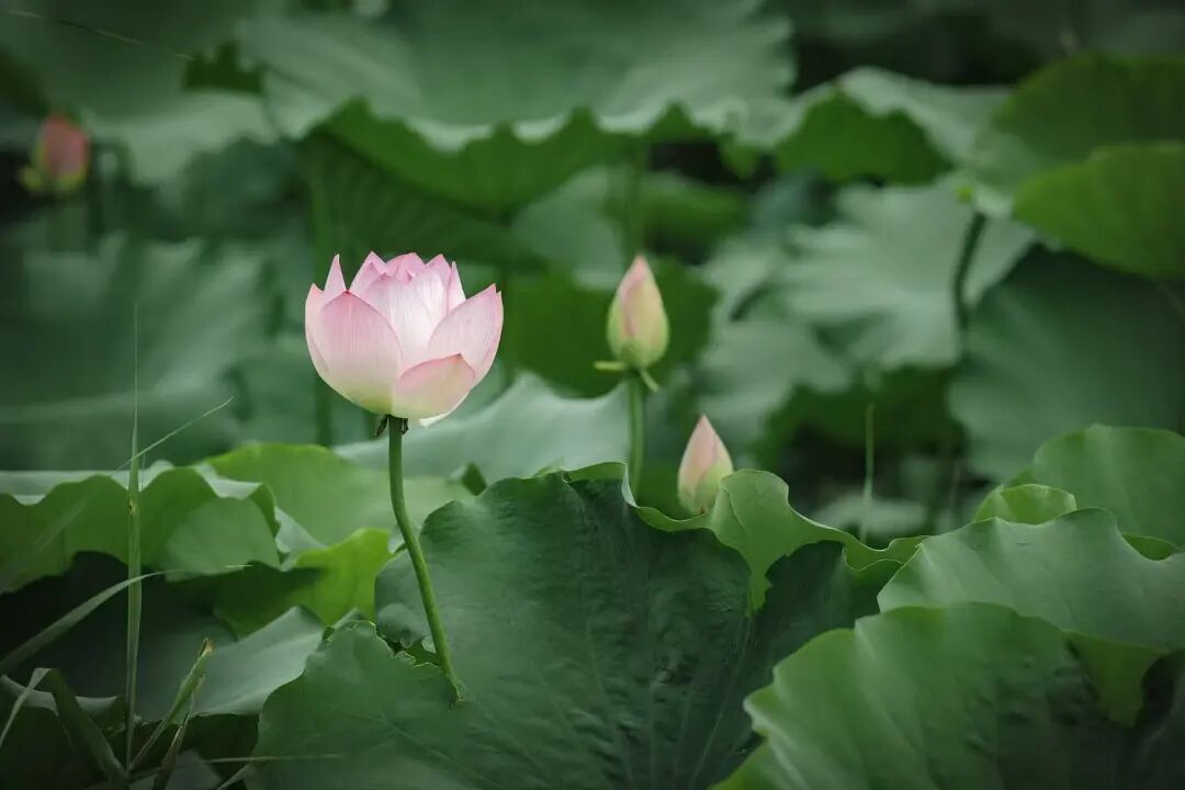 绝美出圈！福州新区（长乐区）再添夏日赏荷好去处