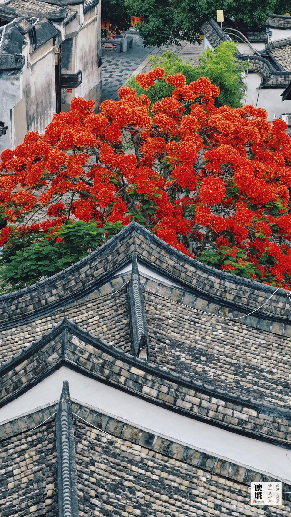 读城｜仲夏灼灼 福州凤凰木为什么这么红？
