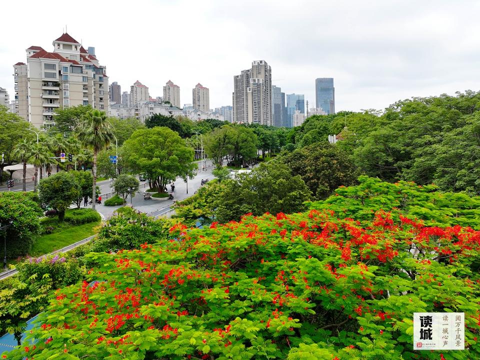 读城｜仲夏灼灼 福州凤凰木为什么这么红？
