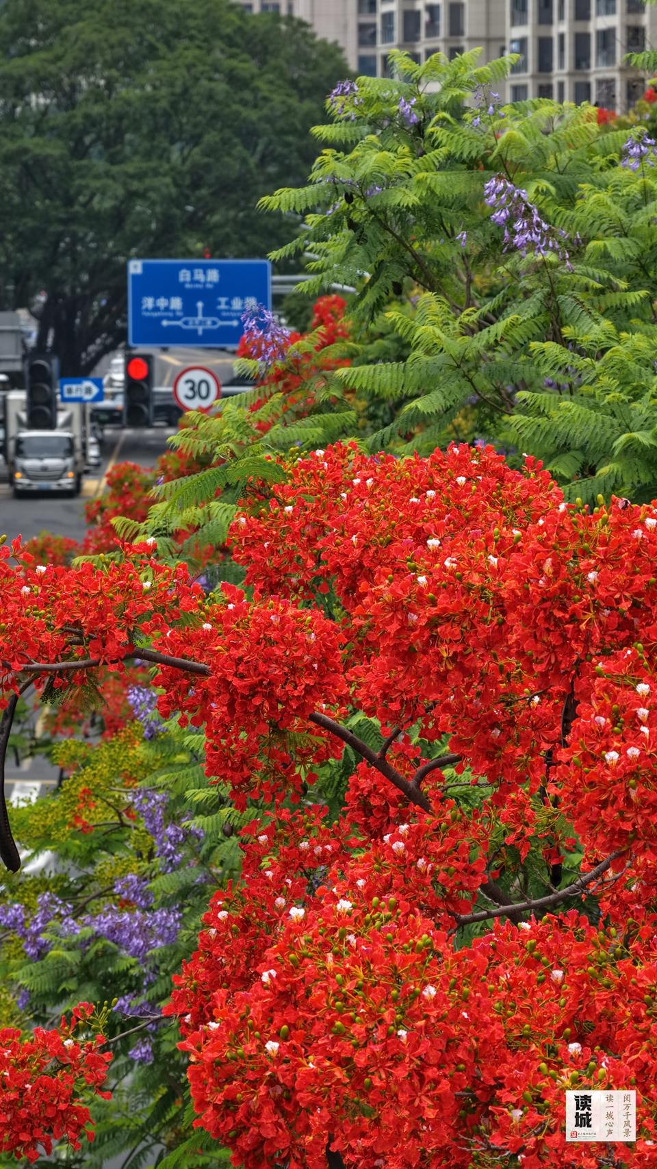 读城｜仲夏灼灼 福州凤凰木为什么这么红？
