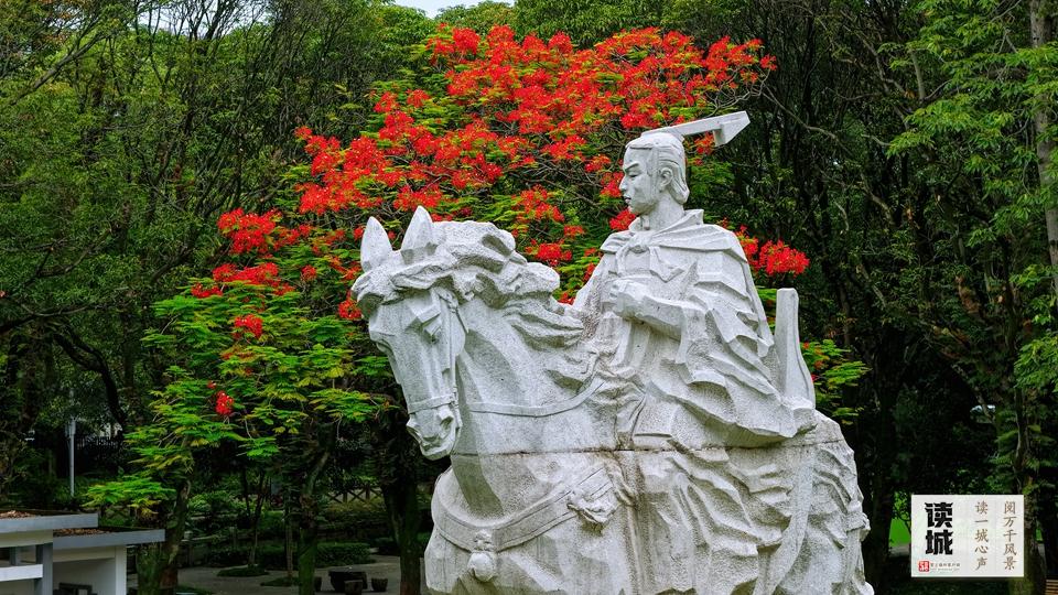 读城｜仲夏灼灼 福州凤凰木为什么这么红？