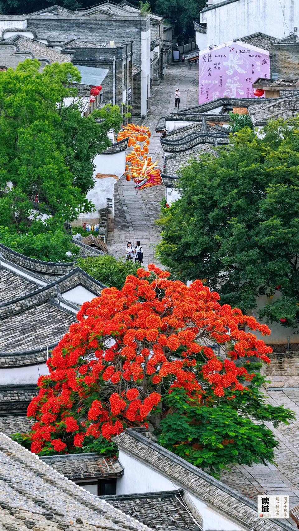 读城｜仲夏灼灼 福州凤凰木为什么这么红？
