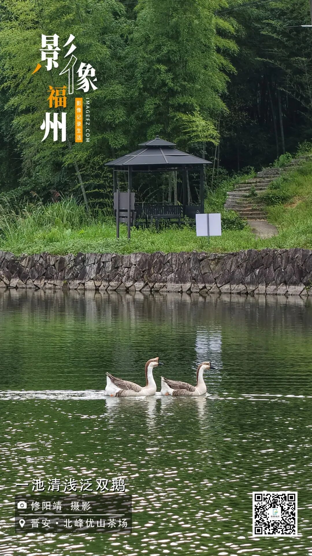 影像福州丨一池清浅泛双鹅