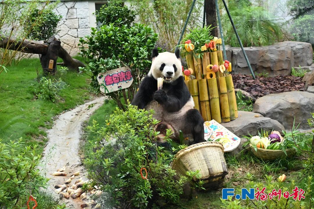 福州大熊猫和小朋友一起过生日啦！