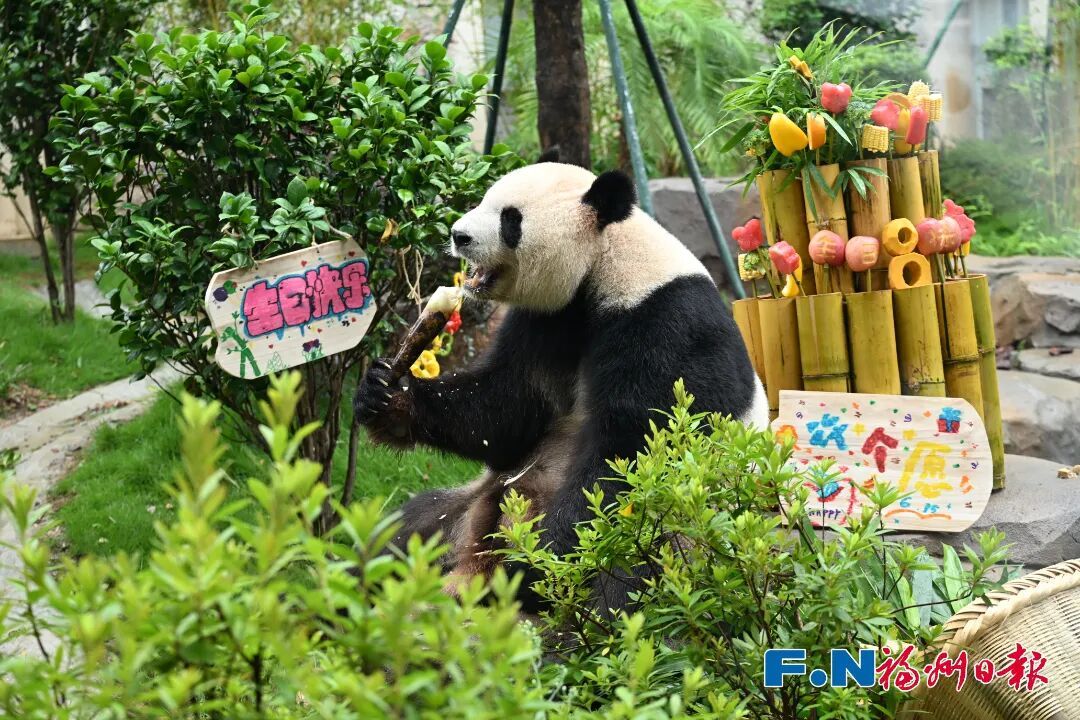 福州大熊猫和小朋友一起过生日啦! 福州大熊猫和小朋友一起过生日啦!