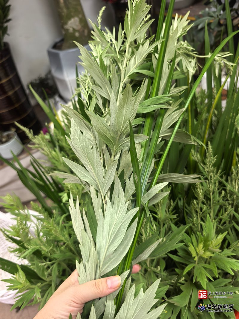 新消费｜艾草变身“国风潮品”！福州端午“仪式感消费”火了