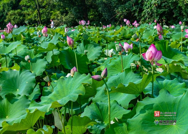 见者好运连连！福州金山公园喜迎并蒂莲