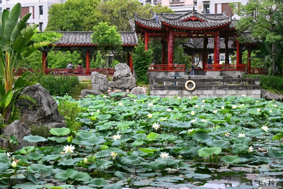 罕见!福州并蒂莲绽放!愿见者好运! 罕见!福州并蒂莲绽放!愿见者好运!