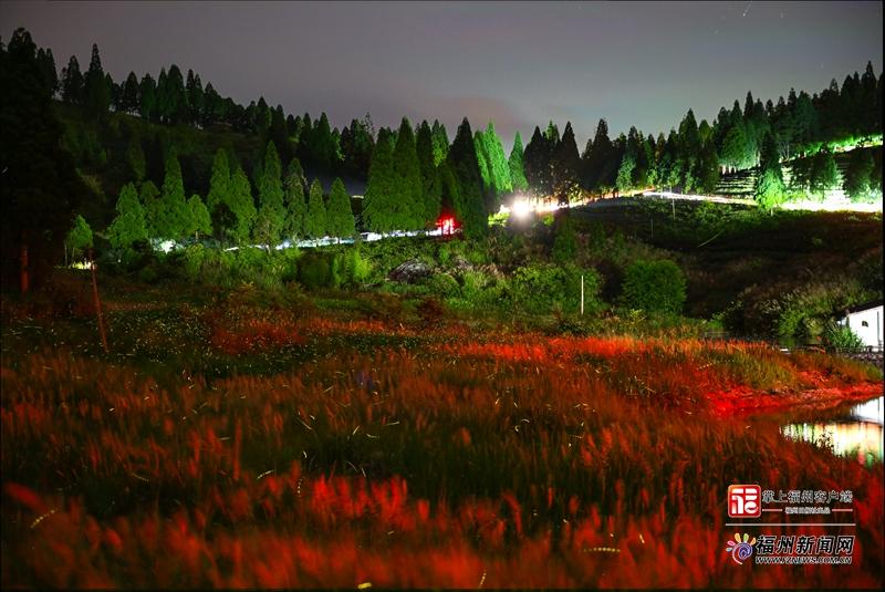 闽侯大湖雪峰夏夜流萤飞舞 迎来最佳观赏期