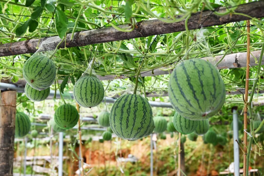 一口入夏！福州夏日时令美味已上线