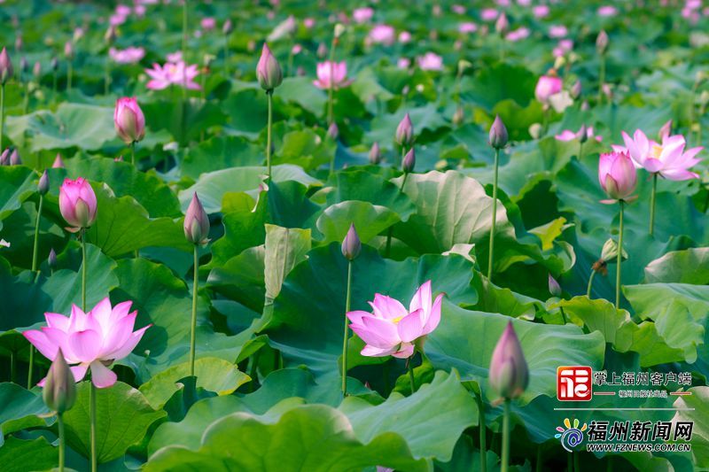 从“卖石头”到“卖风景” 连江朱公村凭“一朵花”逆袭