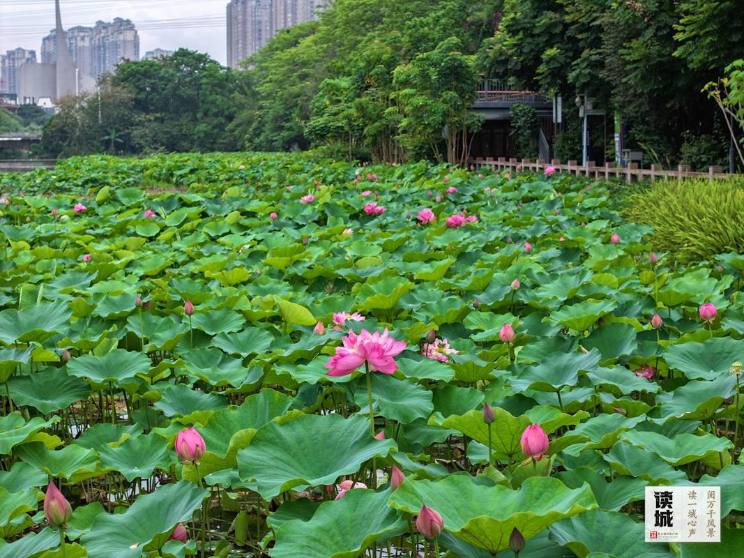 读城｜搭地铁“遛娃” 沿着轨道解锁榕城夏日好去处