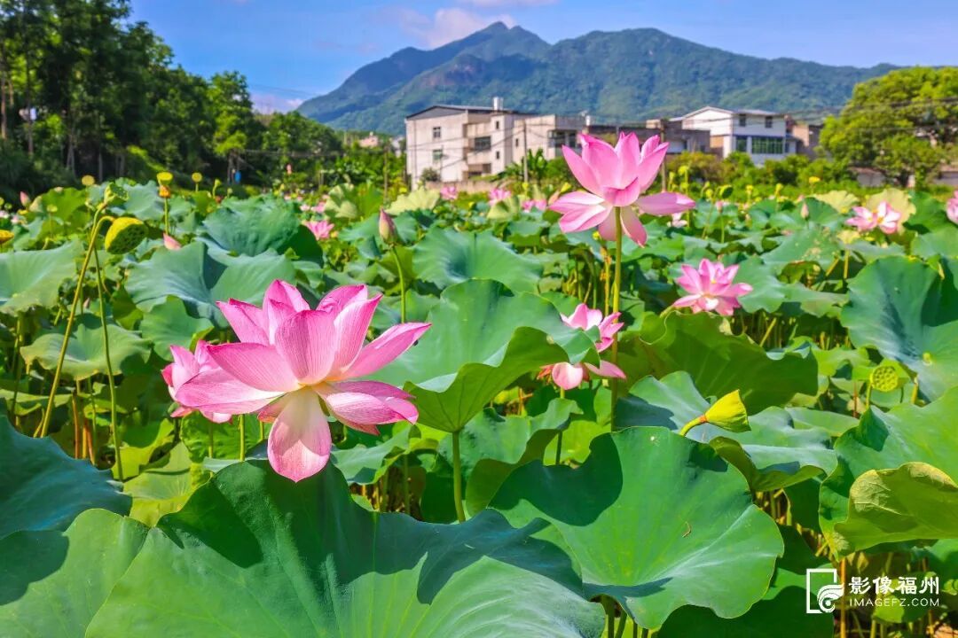 林下生“金”，水产清莲！福州夏日风物上新