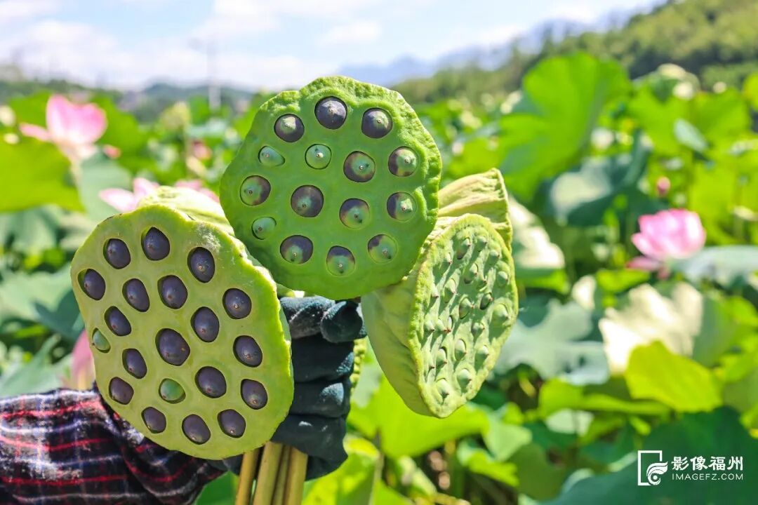 林下生“金”，水产清莲！福州夏日风物上新