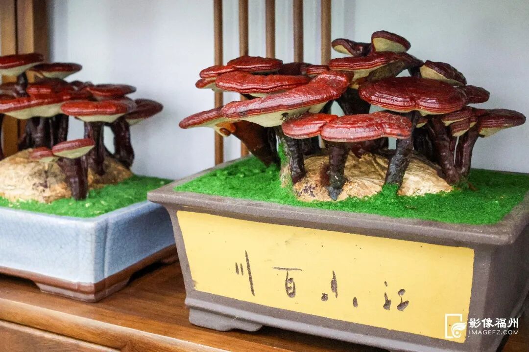 林下生“金”，水产清莲！福州夏日风物上新