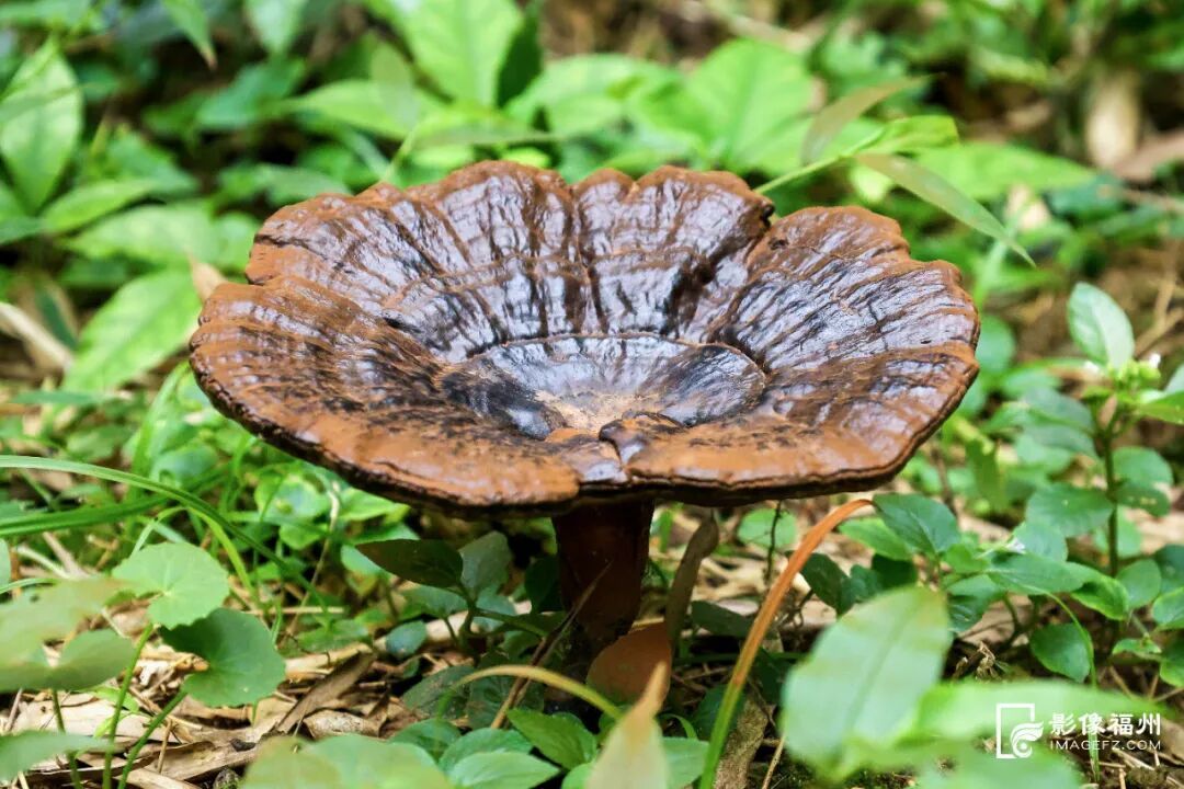 林下生“金”，水产清莲！福州夏日风物上新
