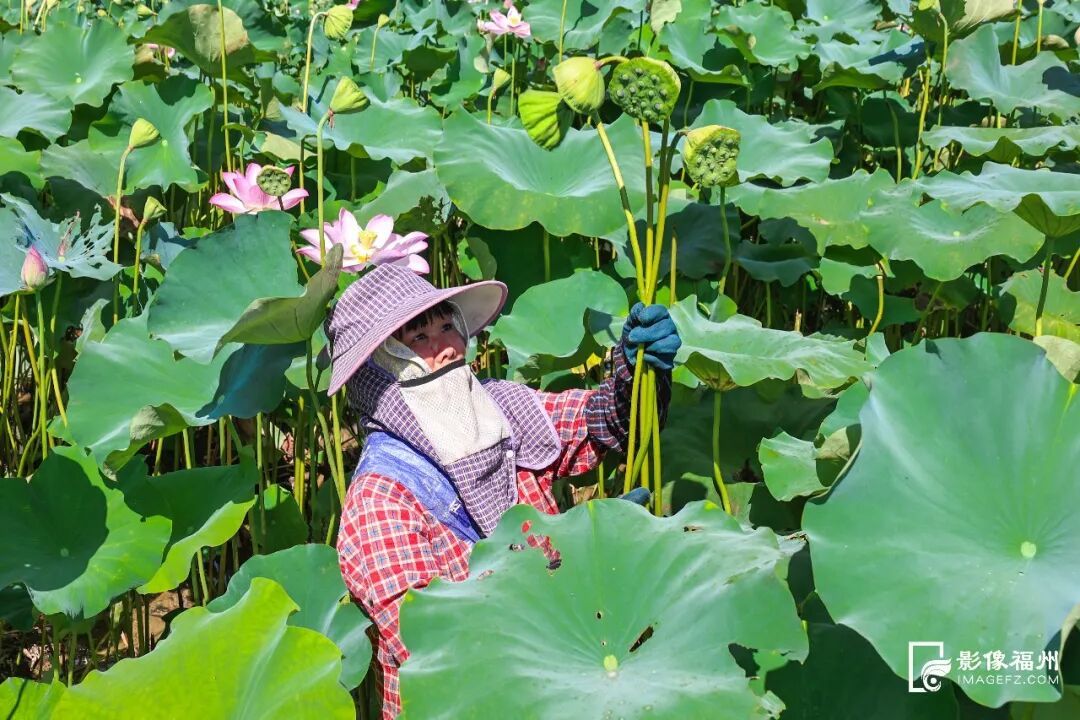 林下生“金”，水产清莲！福州夏日风物上新
