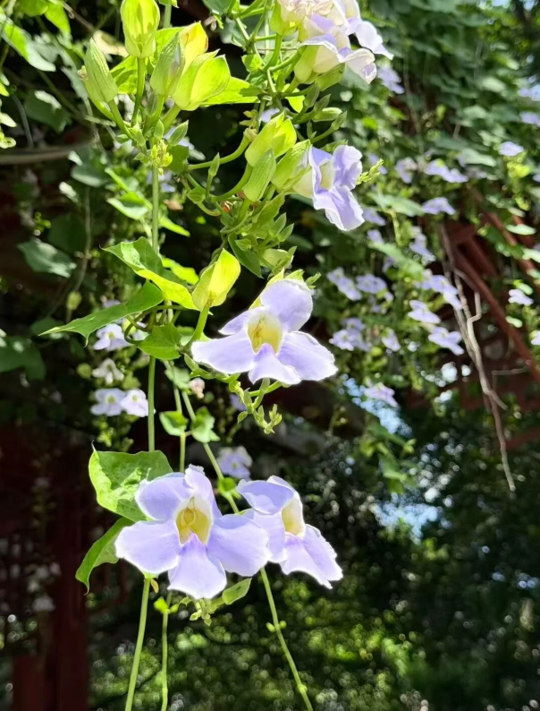 出圈！成片紫色花瀑！就在光明港公园