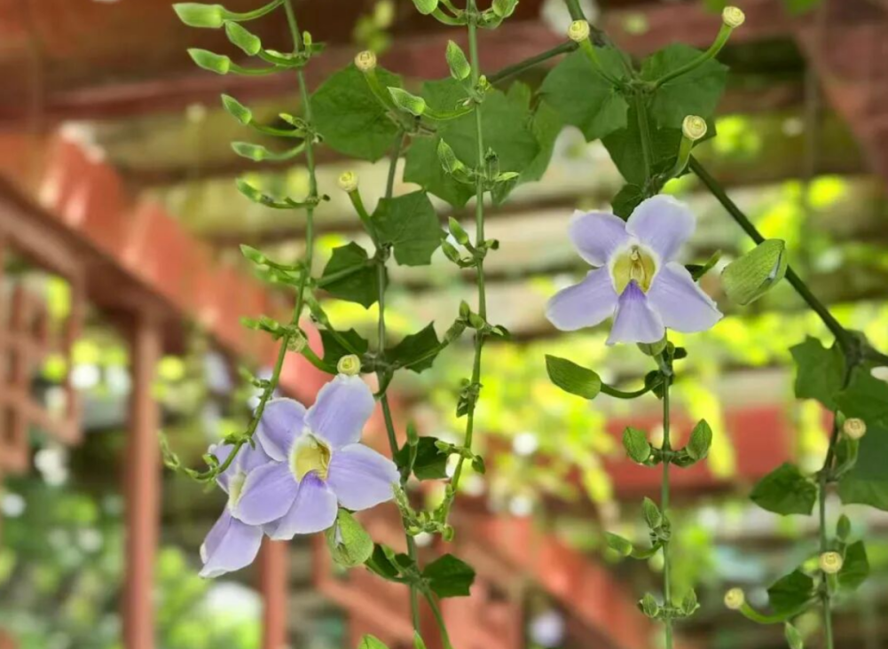 出圈！成片紫色花瀑！就在光明港公园