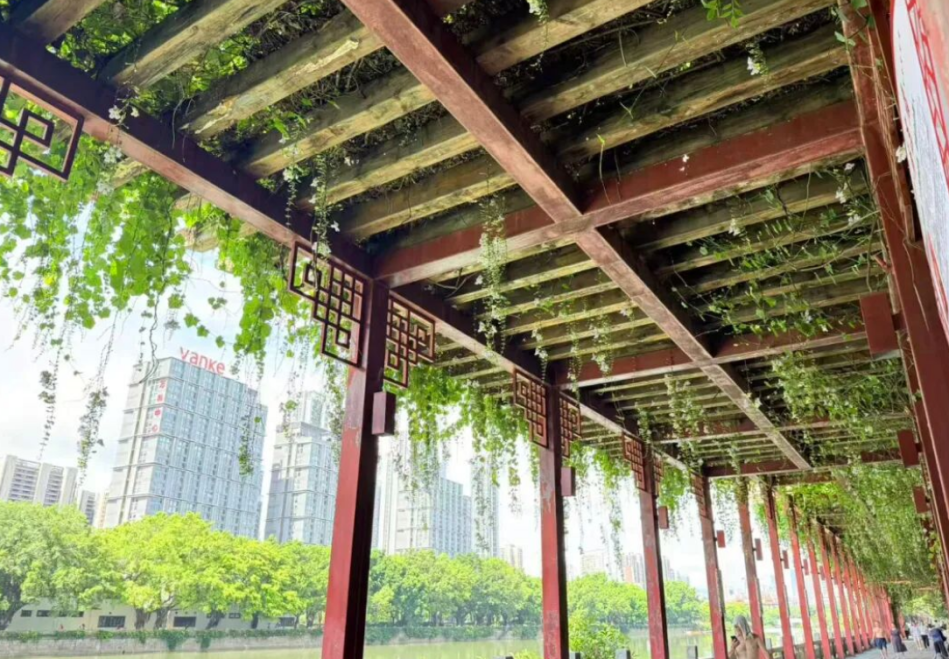 出圈！成片紫色花瀑！就在光明港公园