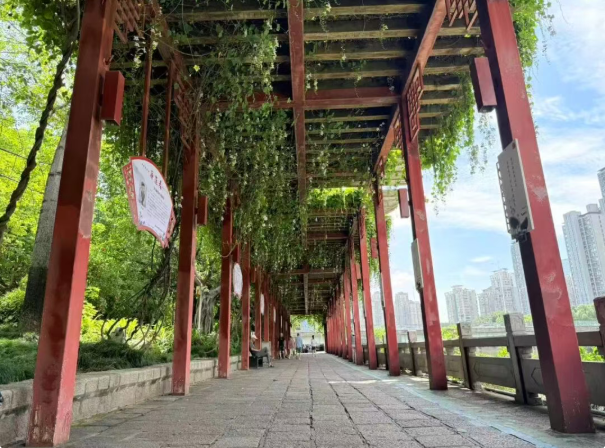出圈！成片紫色花瀑！就在光明港公园