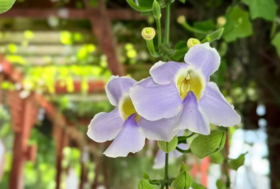 出圈！成片紫色花瀑！就在光明港公园