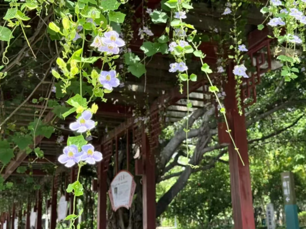 出圈！成片紫色花瀑！就在光明港公园