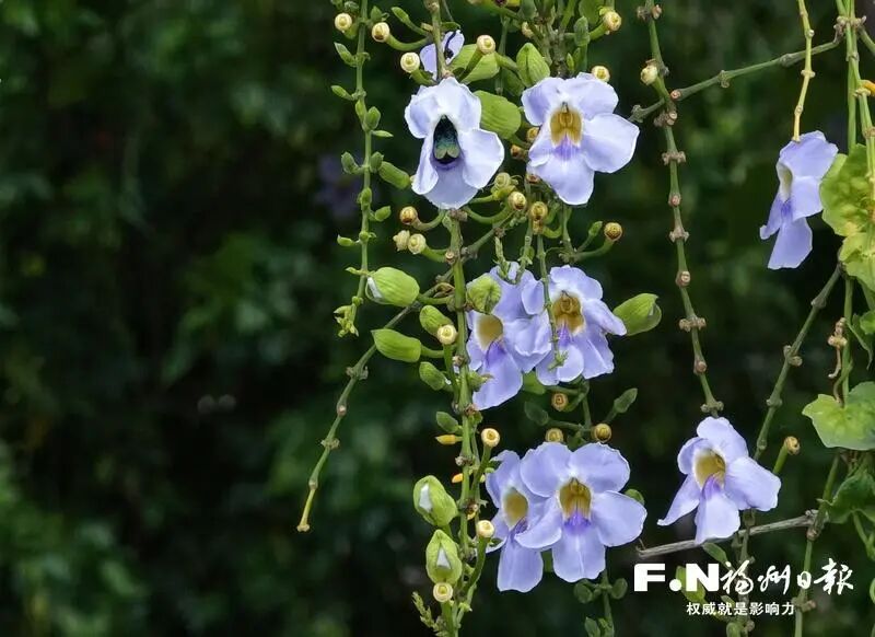 出圈！成片紫色花瀑！就在光明港公园
