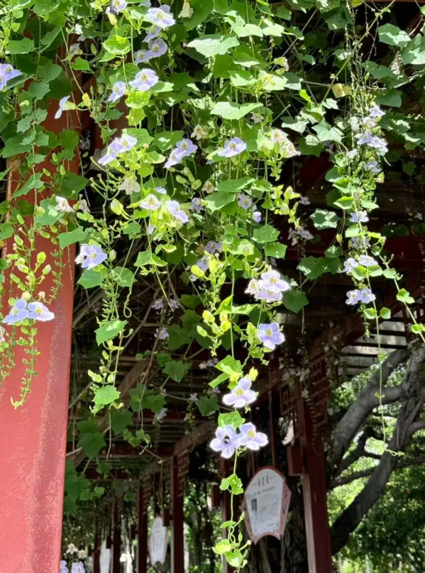 出圈！成片紫色花瀑！就在光明港公园