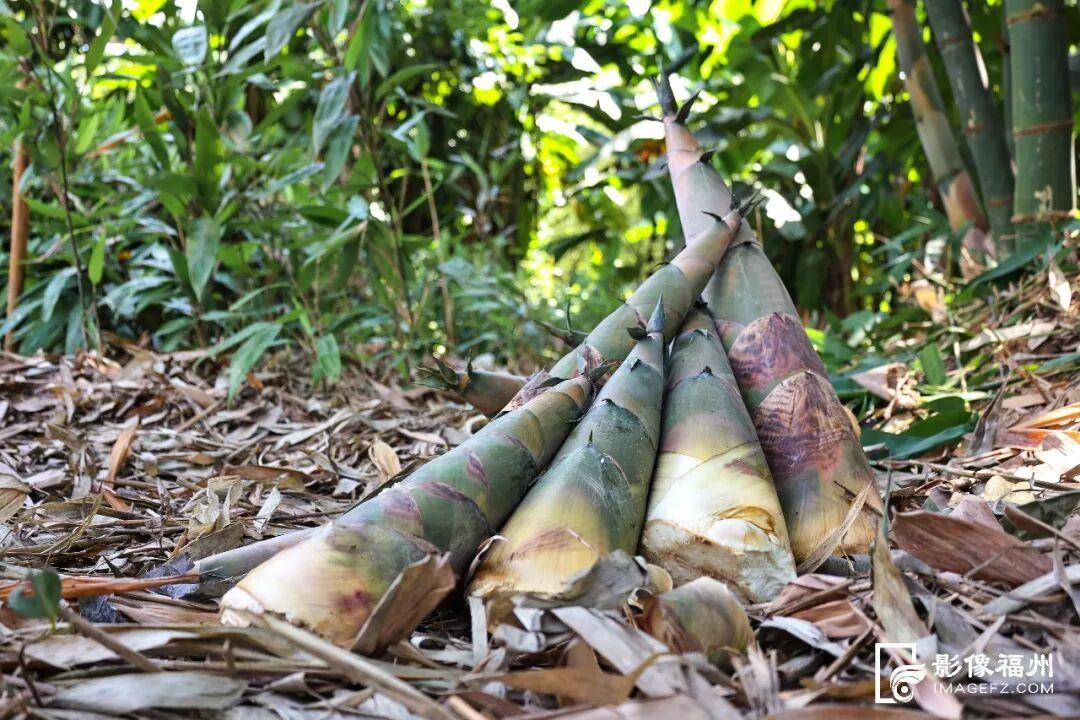 甜蜜美味！福州正大量上市