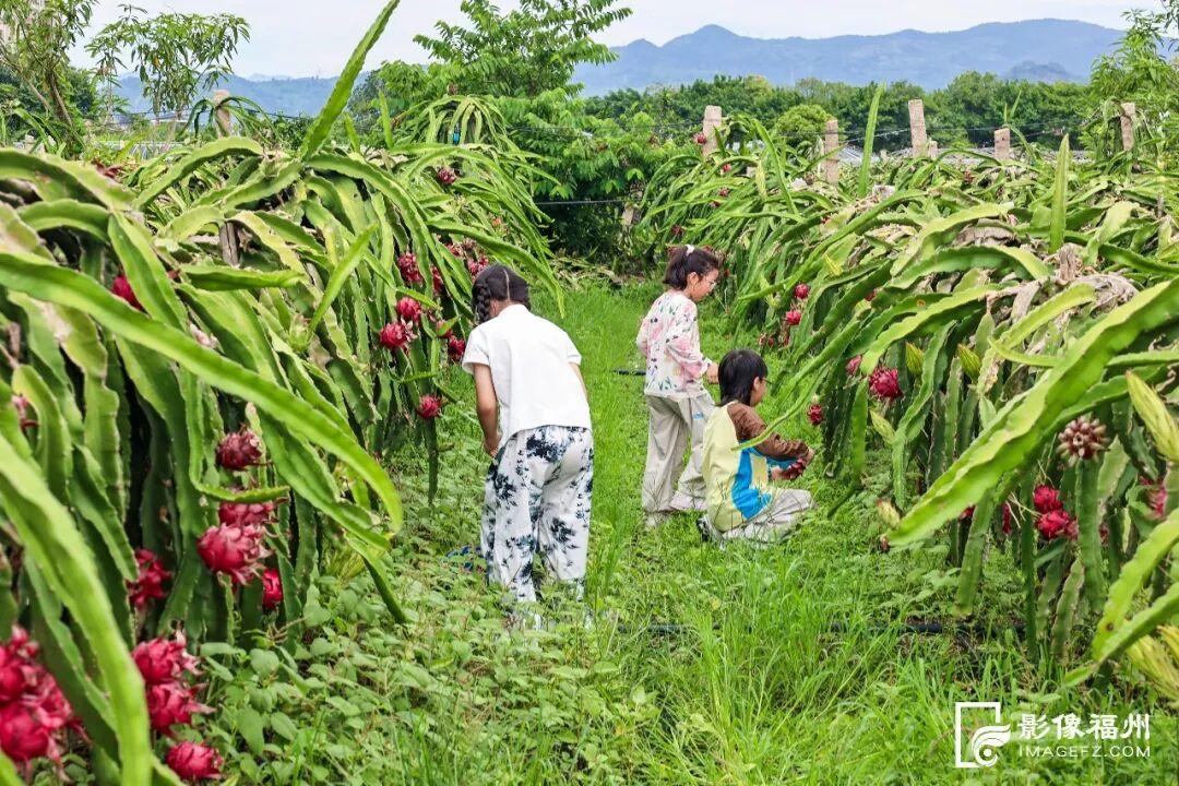 甜蜜美味！福州正大量上市